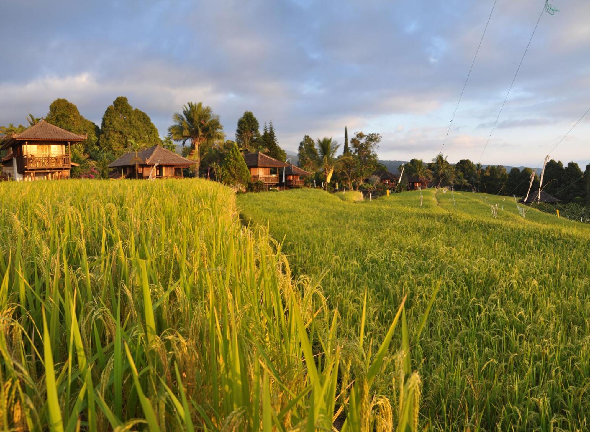 Puri Lumbung Cottages Restaurant & Spa Munduk Eksteriør billede