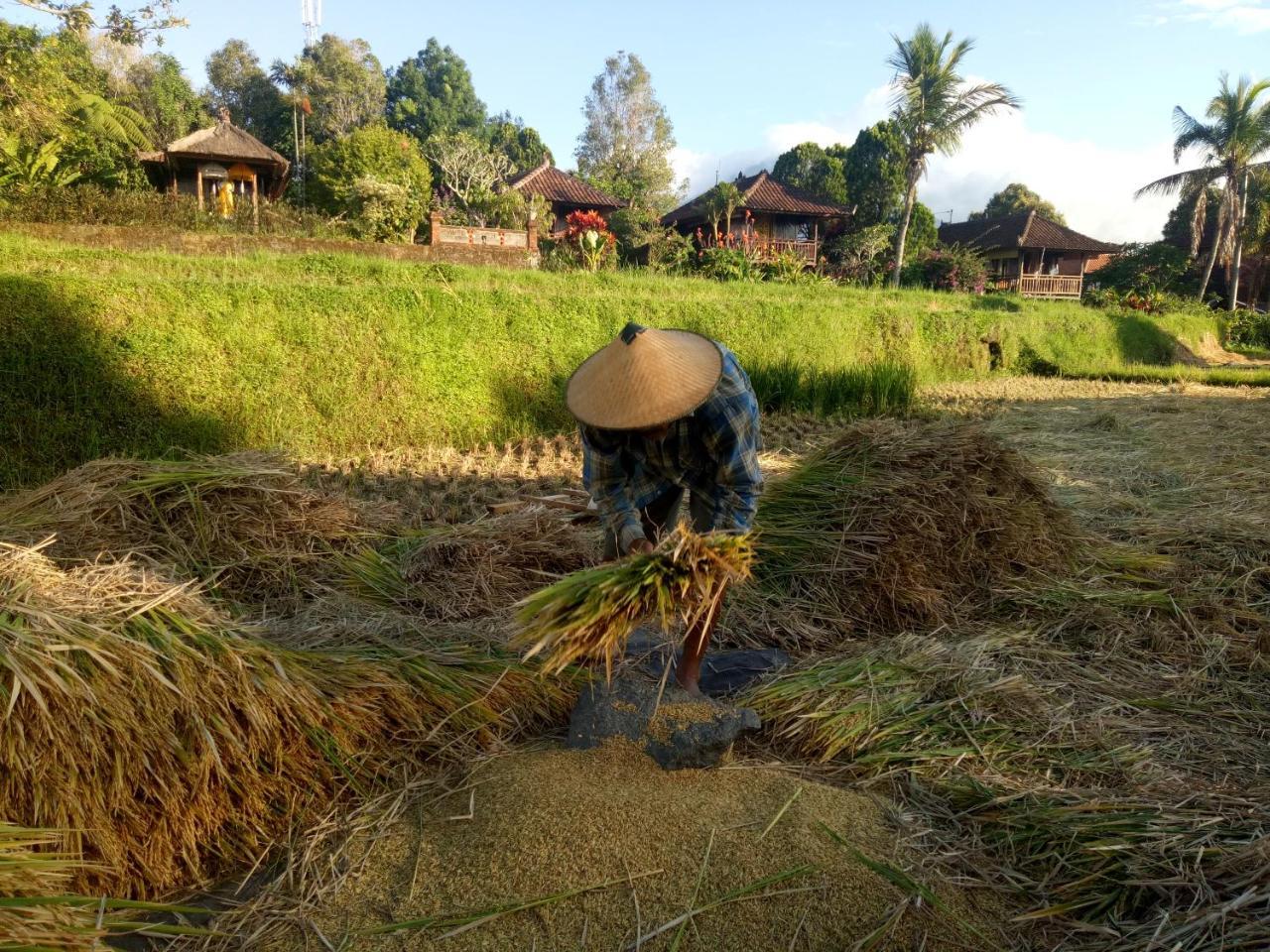 Puri Lumbung Cottages Restaurant & Spa Munduk Eksteriør billede